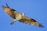 Osprey In Flight_36304